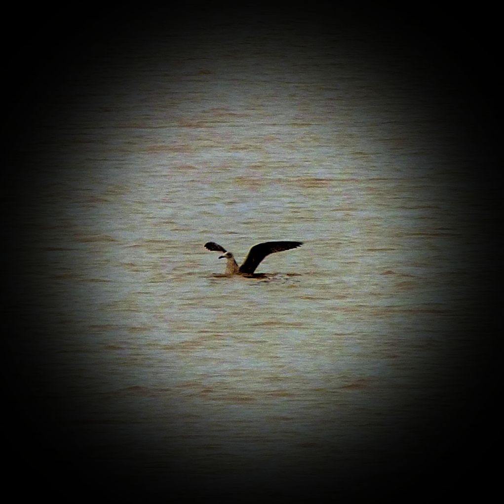 Blackbacked gull lands on the water
