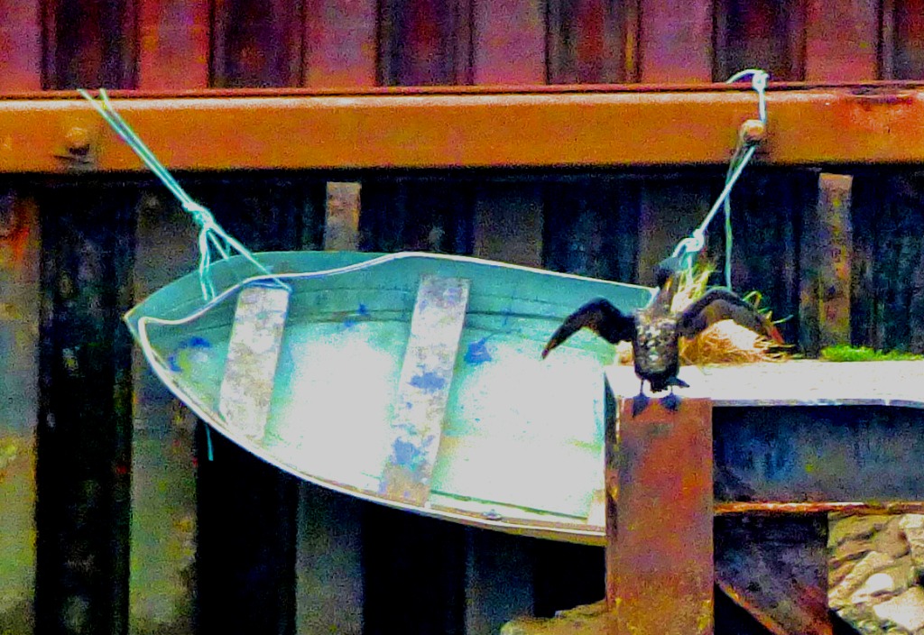 Cormorant and rowing boat