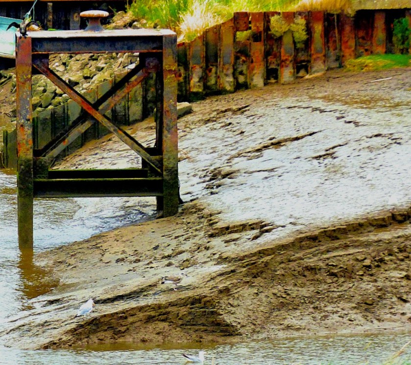 Cormorant and sea birds