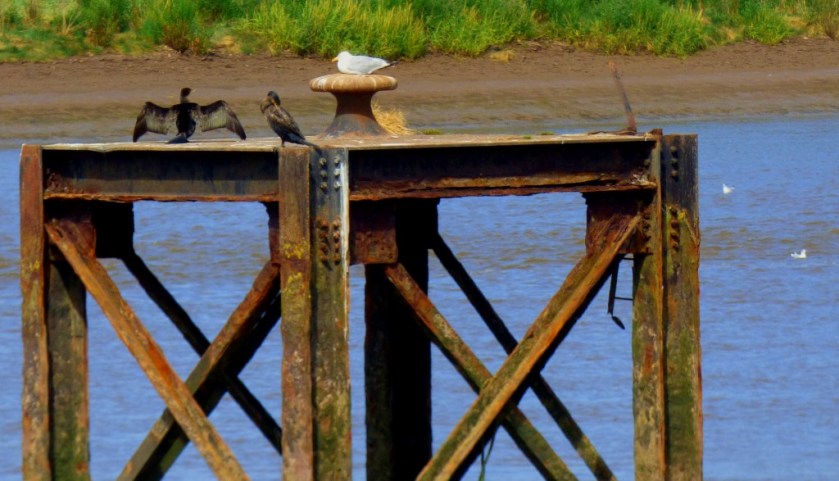 Cormorants and gulls