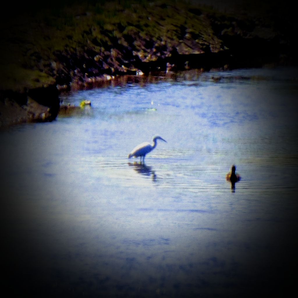 Heron, Lelant Saltings