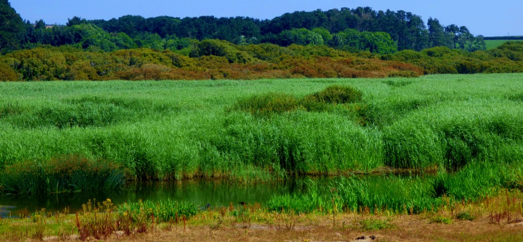 Marazion Marsh