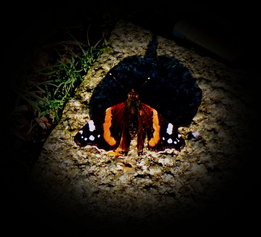 England Versus India