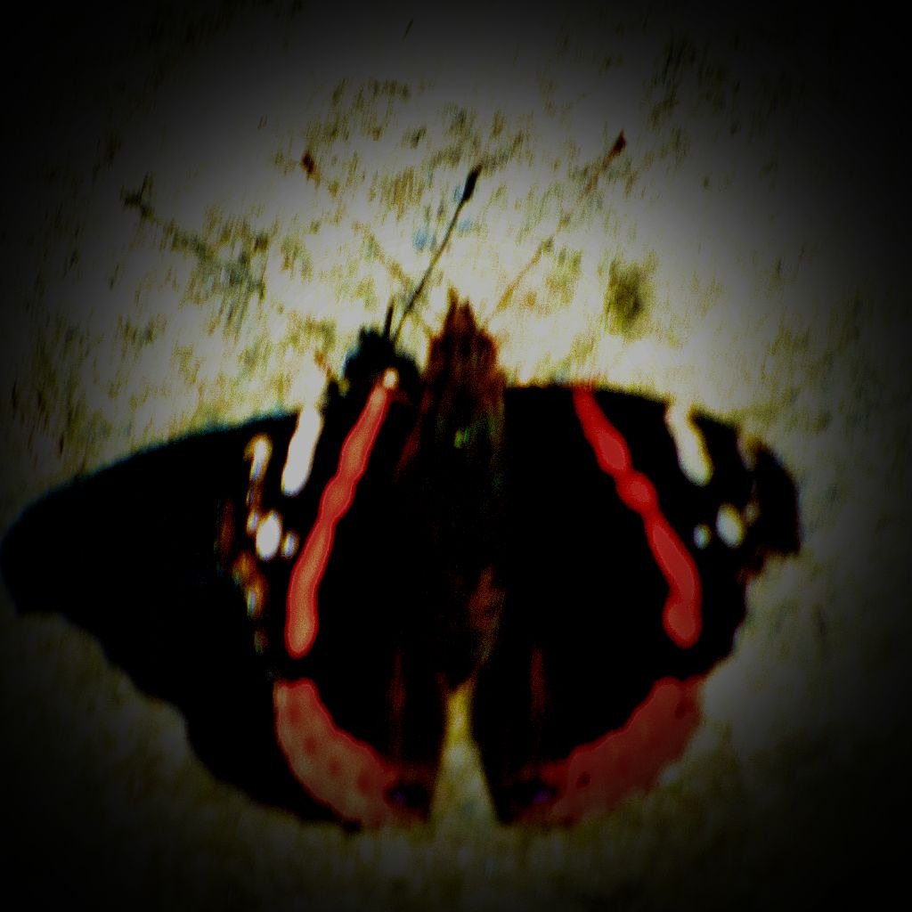 Red Admiral IV