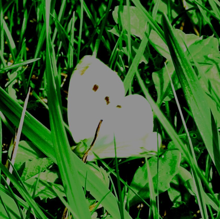 White buiterfly with black spots