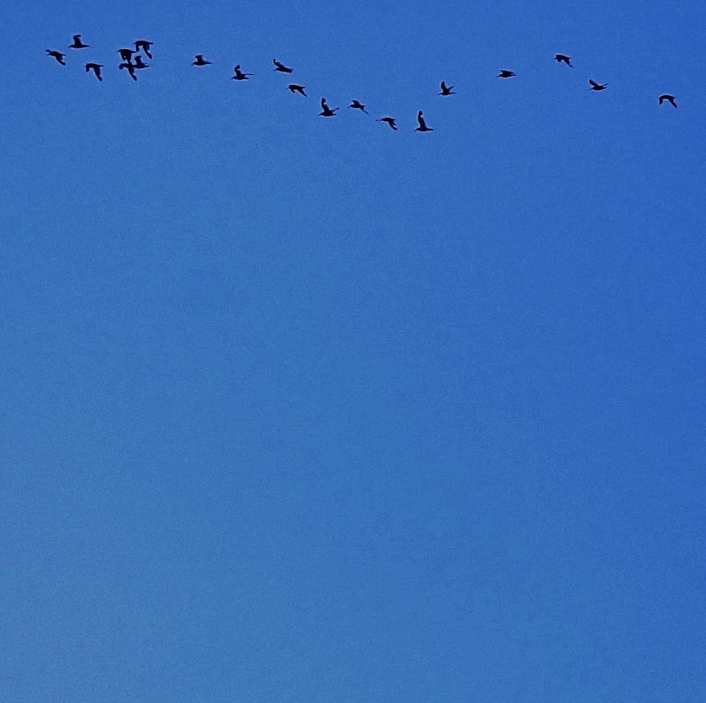 Flying birds