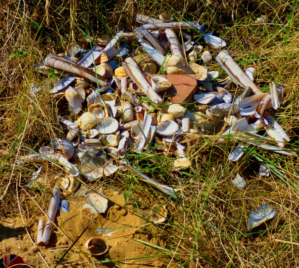 Shell deposit