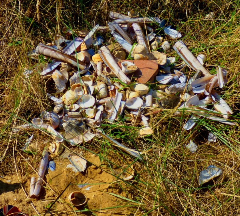 Shell deposit