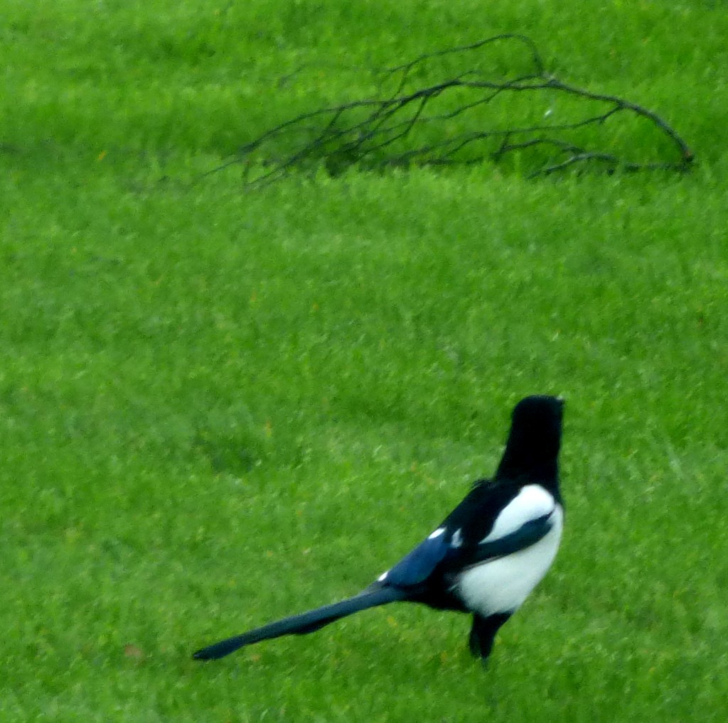 100 Cricketers – 4th XI&nbsp;Bowlers