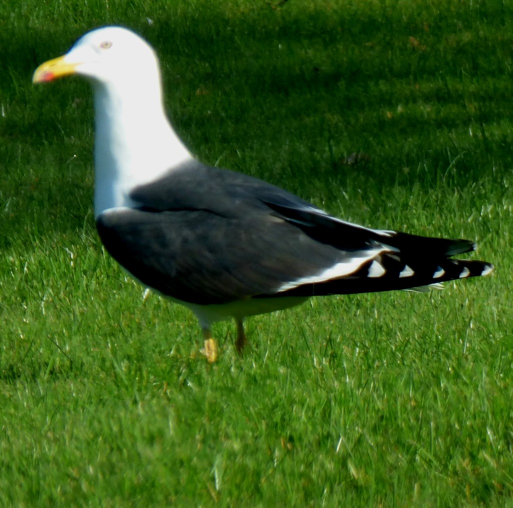 100 Cricketers – The Seventh XI&nbsp;Allrounders