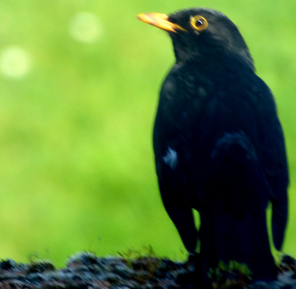 100 Cricketers – The Eighth XI&nbsp;Allrounders