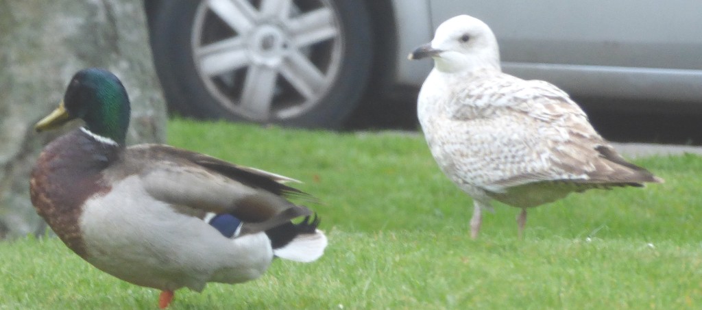 100 Cricketers – Ninth XI, Nepal’s&nbsp;Magician