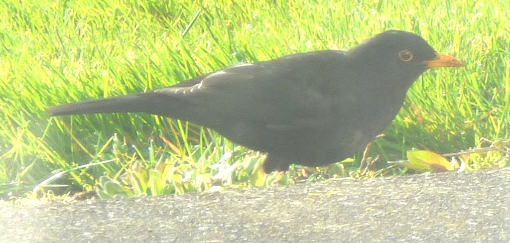 100 Cricketers – Ninth XI&nbsp;Women