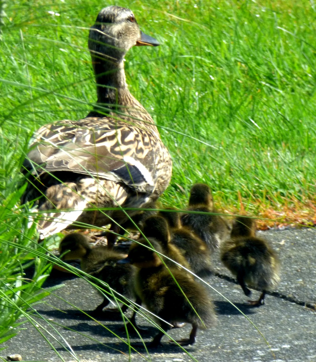 The Royal London Cup South Group Final&nbsp;Games