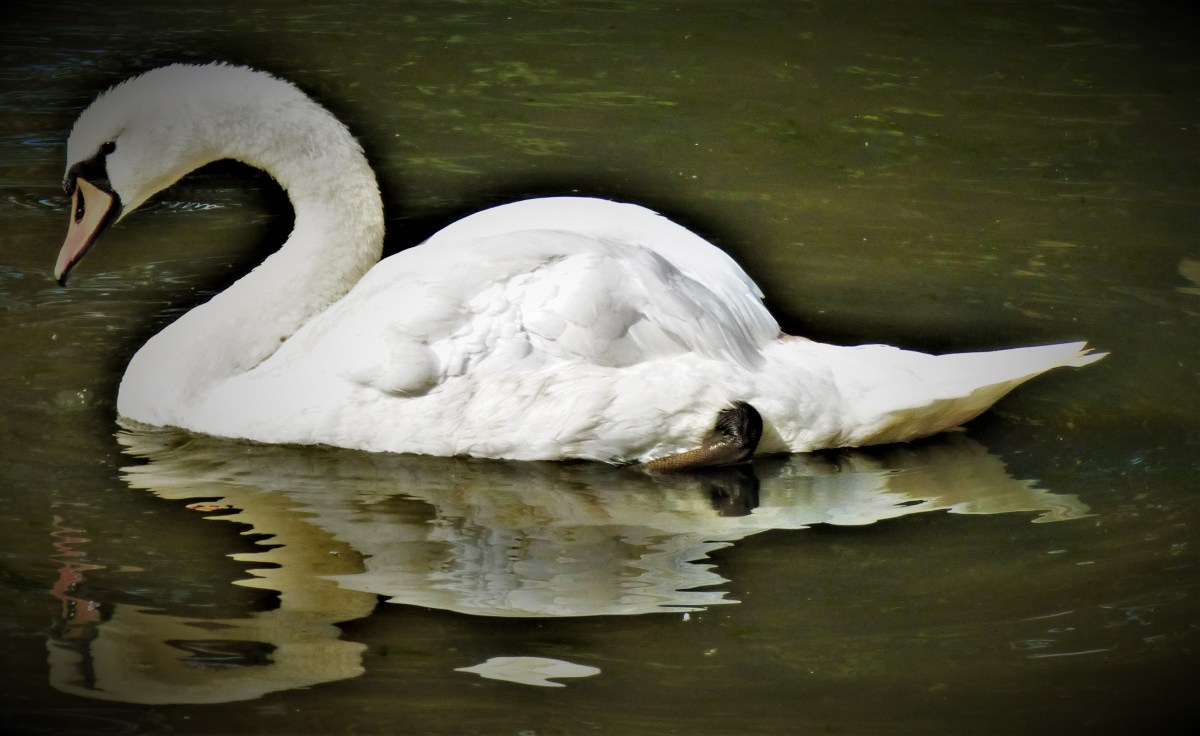 Thoughts on The Test Squad for New&nbsp;Zealand