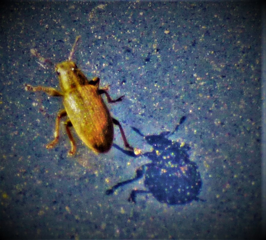 All Time XIs –&nbsp;Leicestershire