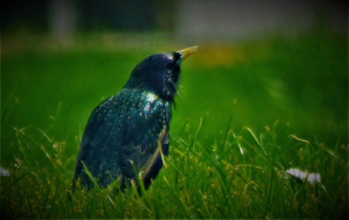 All Time XIs –&nbsp;Durham