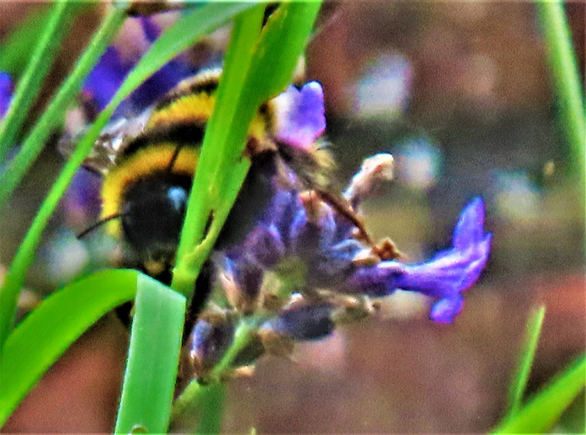 England Struggling At The Ageas&nbsp;Bowl