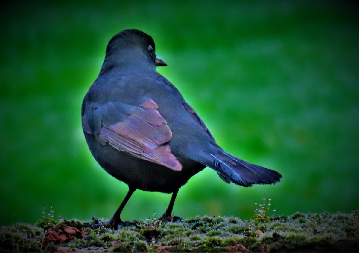 Thoughts On The Test Squad For Sri&nbsp;Lanka