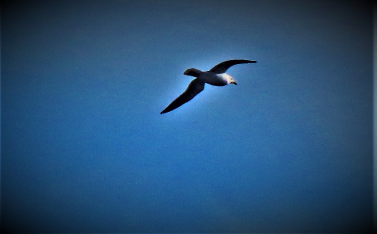 India Seize The Day In&nbsp;Chennai