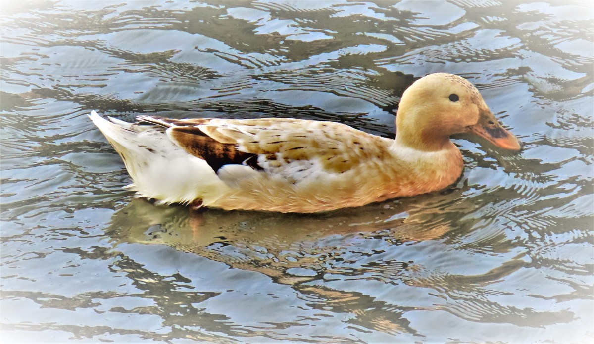 Cricket and Controversy: Day 1 in&nbsp;Ahmedabad