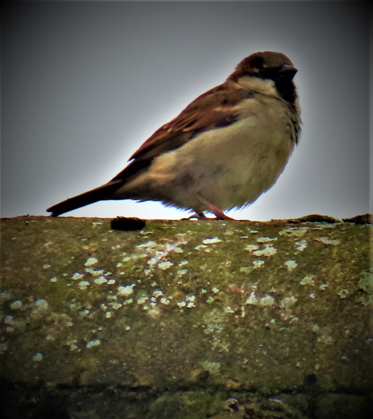England Women Dominate T20 Opener in New&nbsp;Zealand