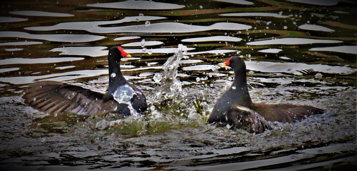 England’s Test Tours