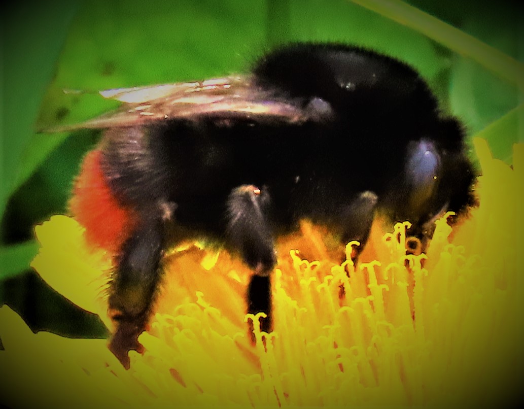 Autistic Pride Month