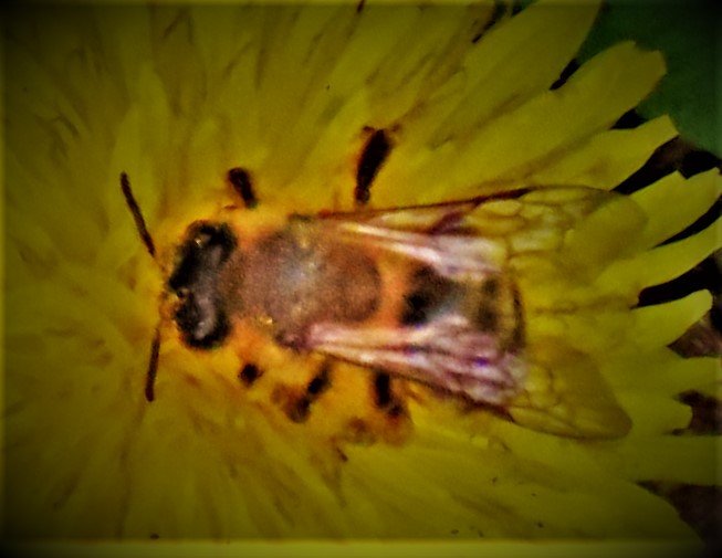 County Championship 2021