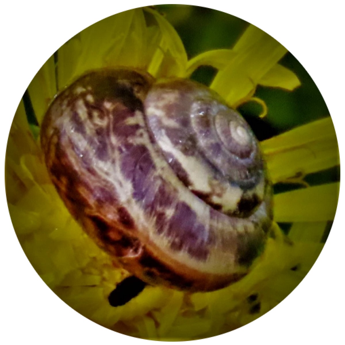 New Materials For Cricket&nbsp;Bats