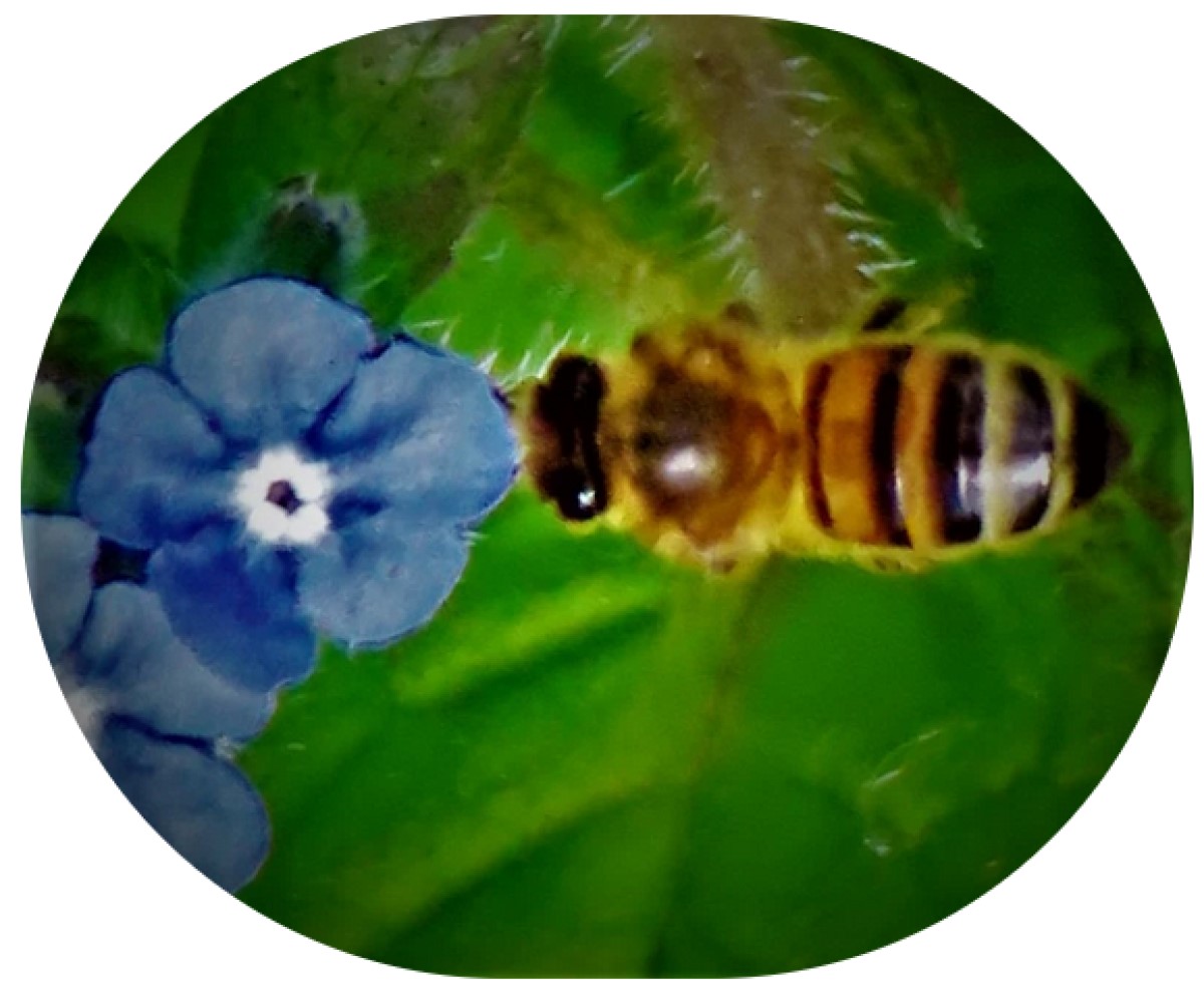 County Championship Round Six&nbsp;Preview