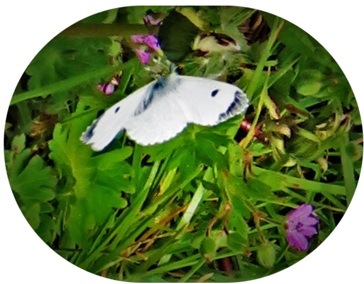 Action Underway In All Championship&nbsp;Fixtures