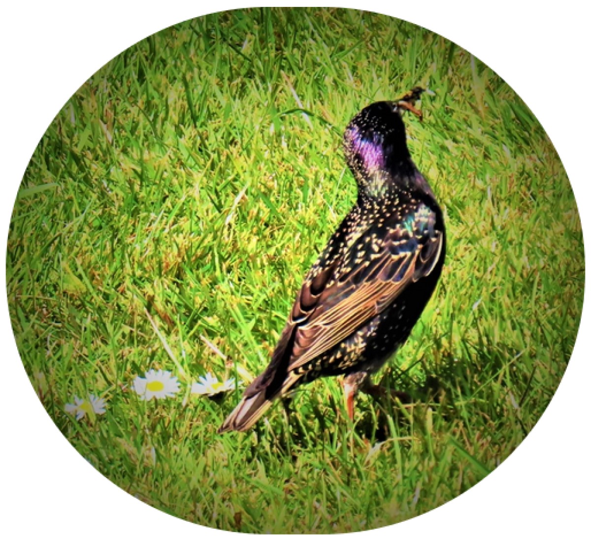 County Championship Round Five&nbsp;Preview