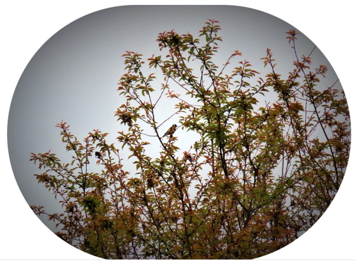 County Championship Saturday