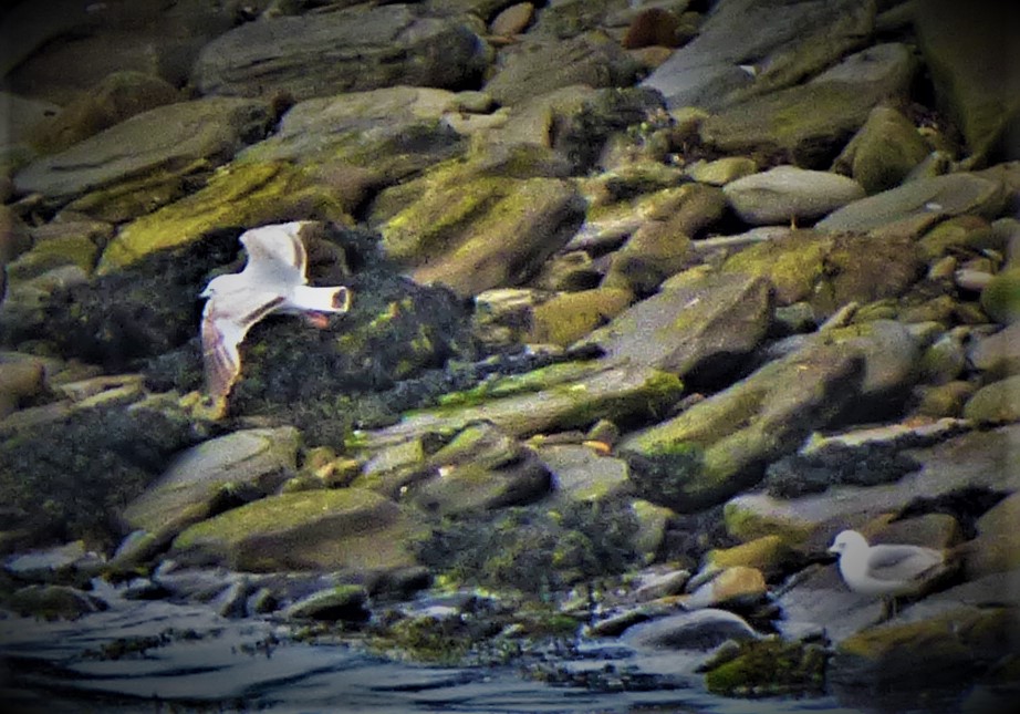 Scotland 2021: Dunnet Head and St Mary’s&nbsp;Crosskirk