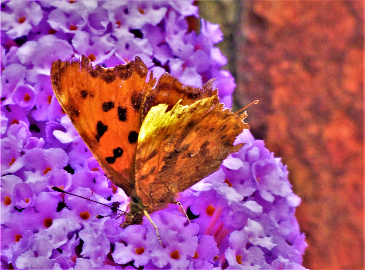 AN ALL LEFT HANDED&nbsp;XI