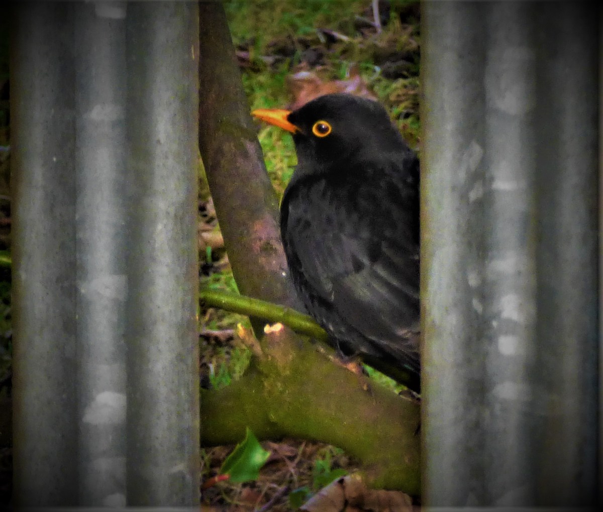 The England Test Squad For The&nbsp;Caribbean