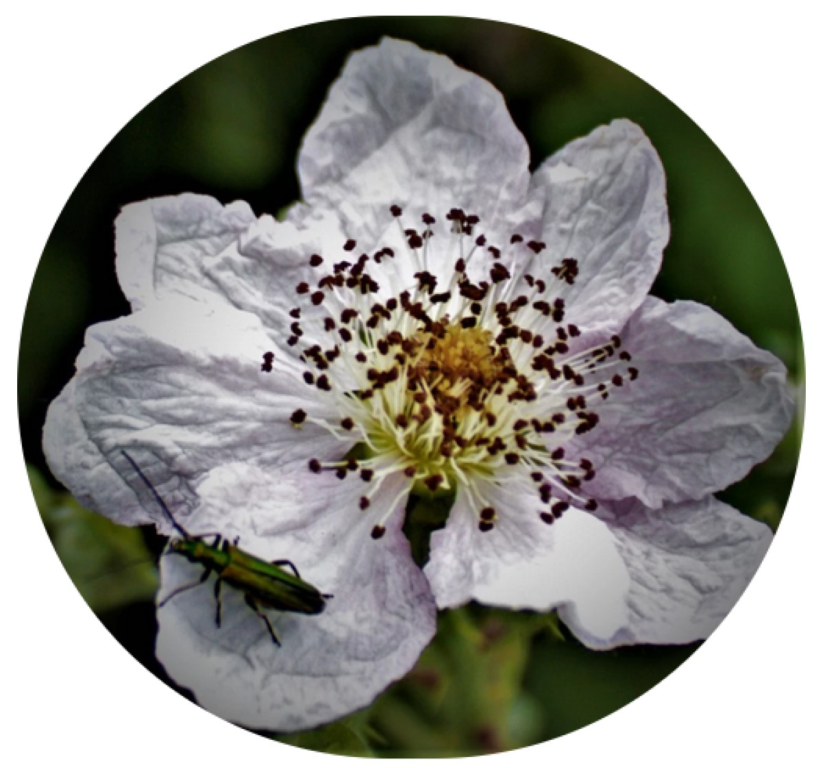 Women’s T20 Challenge Underway In&nbsp;India