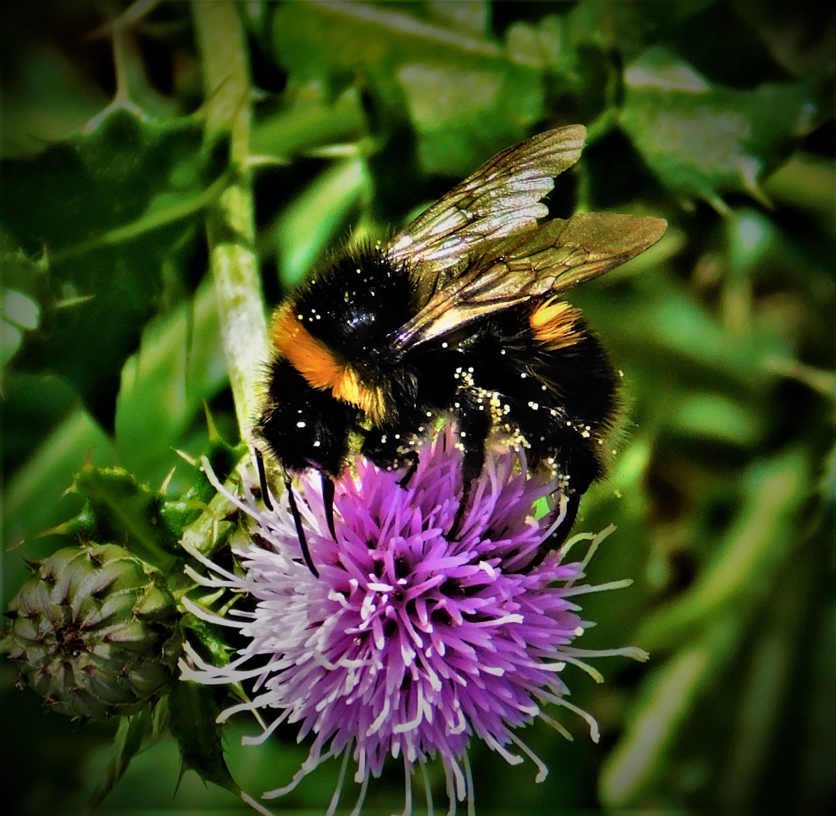 All Time XIs – Match Ups&nbsp;(2)