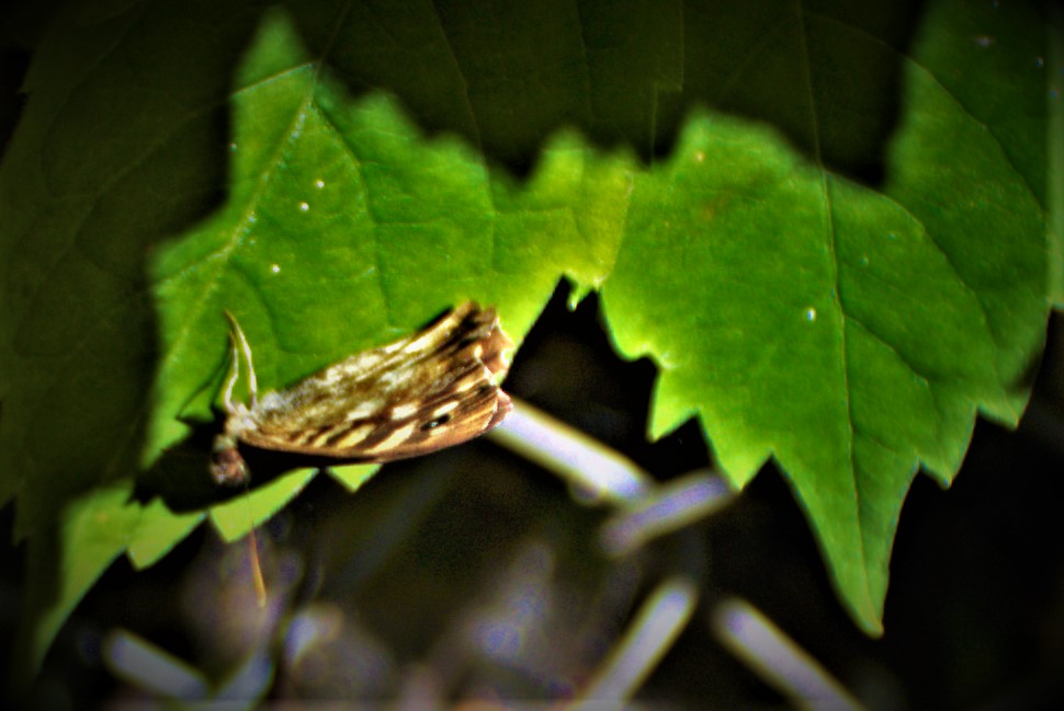 All Time XIs – The Letter&nbsp;N