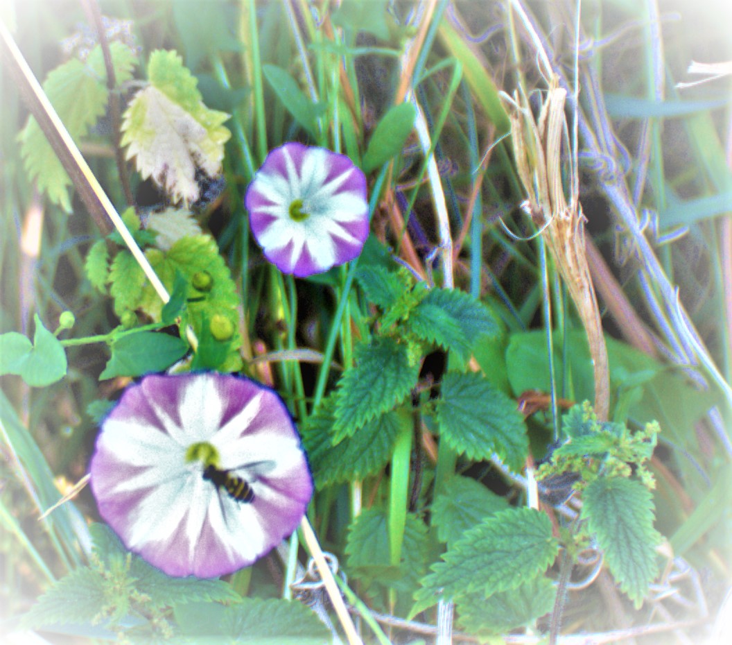 All Time XIs – The Letter&nbsp;Q