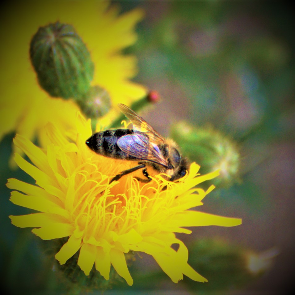 All Time XIs – The Letter&nbsp;V