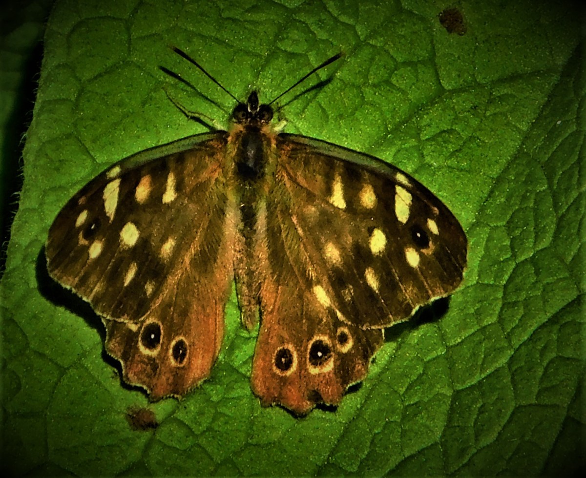 All Time XIs – Match Ups&nbsp;16