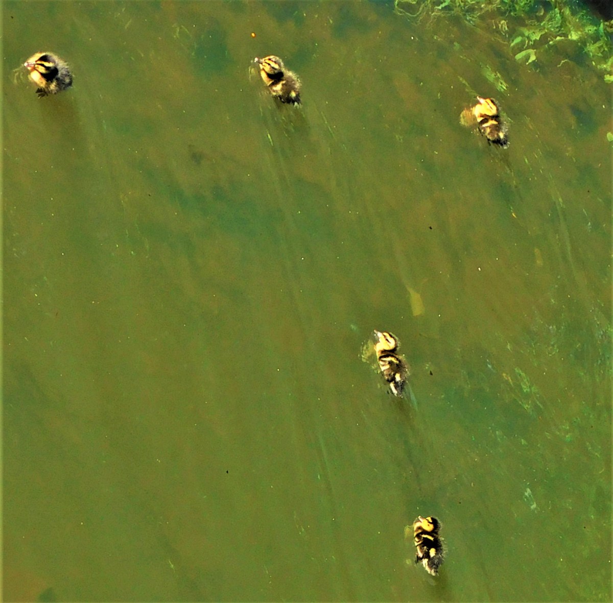 All Time XIs – Match Ups&nbsp;27