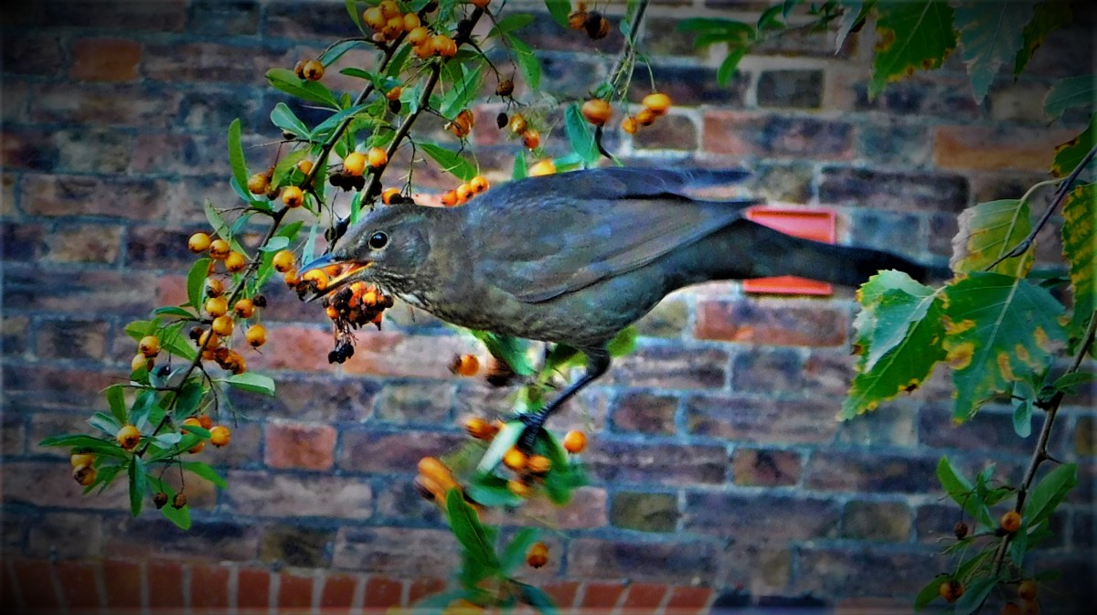 All Time XIs – Match Ups&nbsp;54