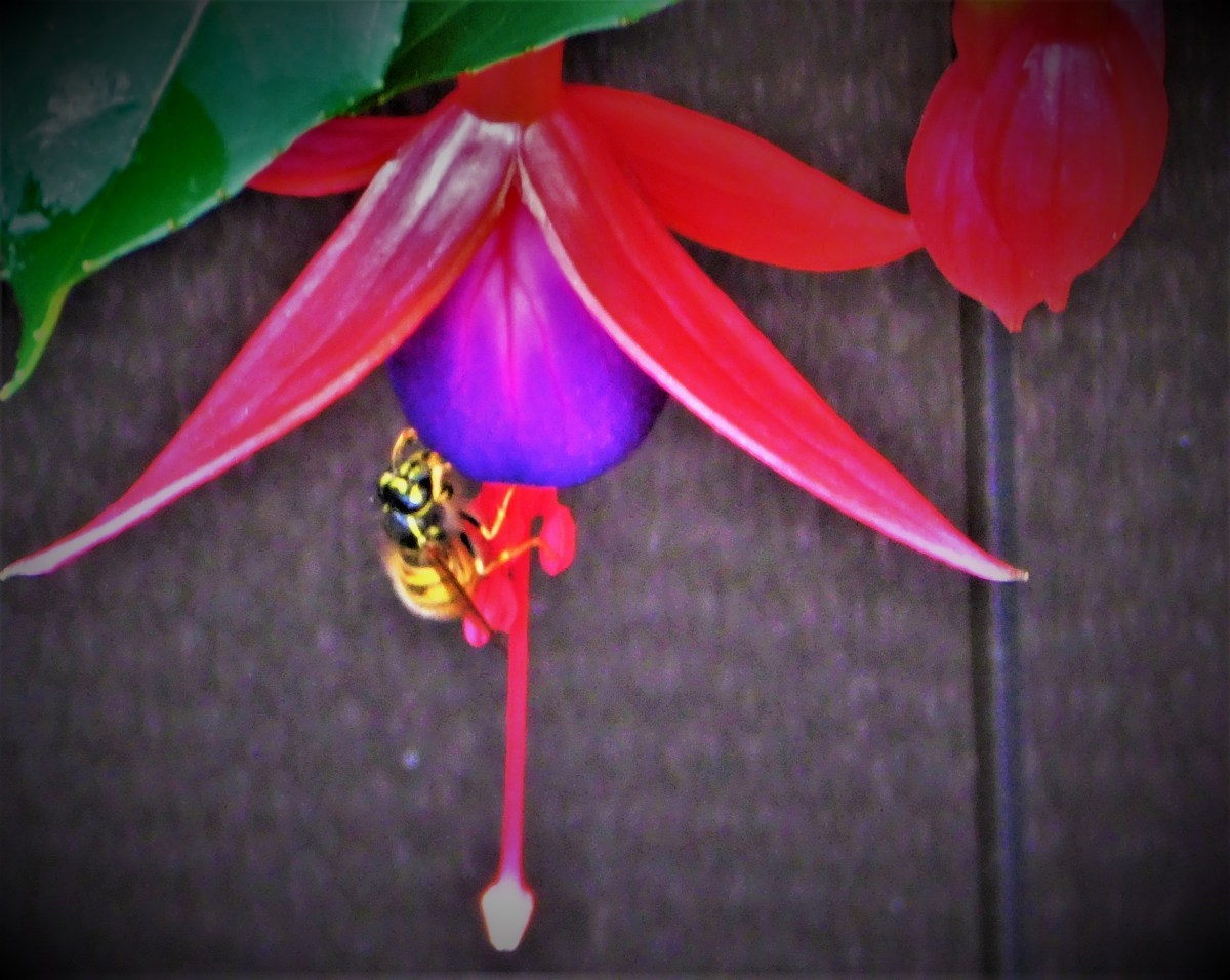 All Time XIs – Match Ups&nbsp;57