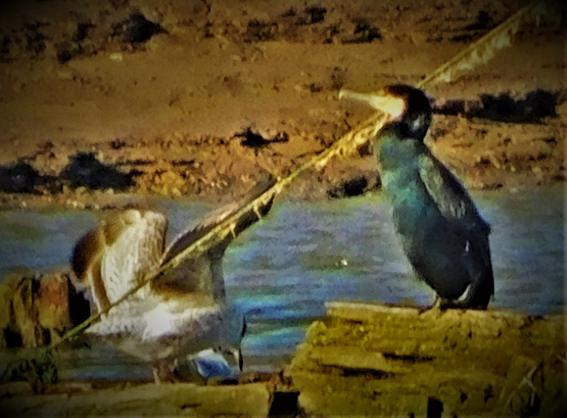 England U19 Women Fall at Final&nbsp;Hurdle