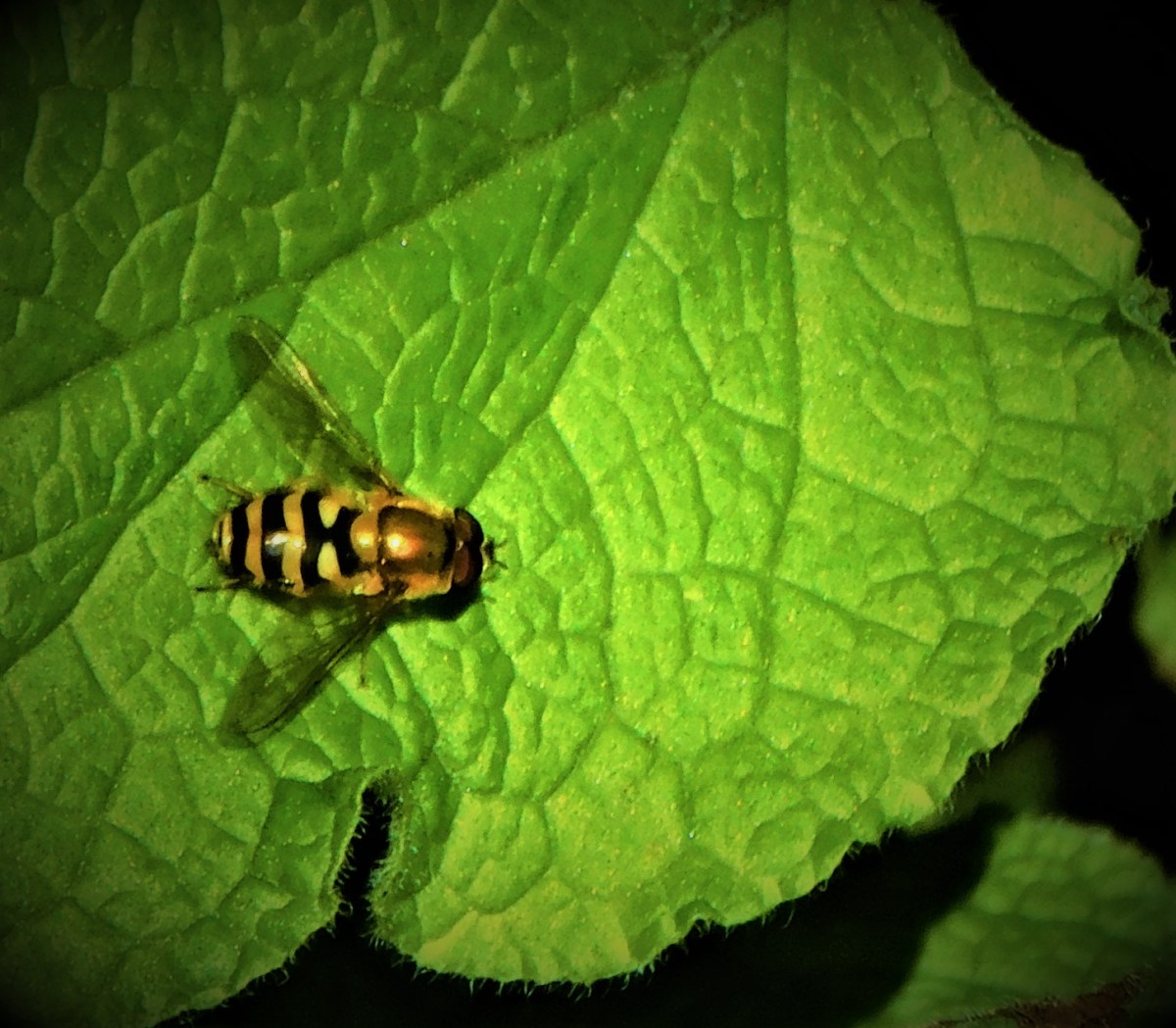 All Time XIs: County Stars Who Never Played Test&nbsp;Cricket