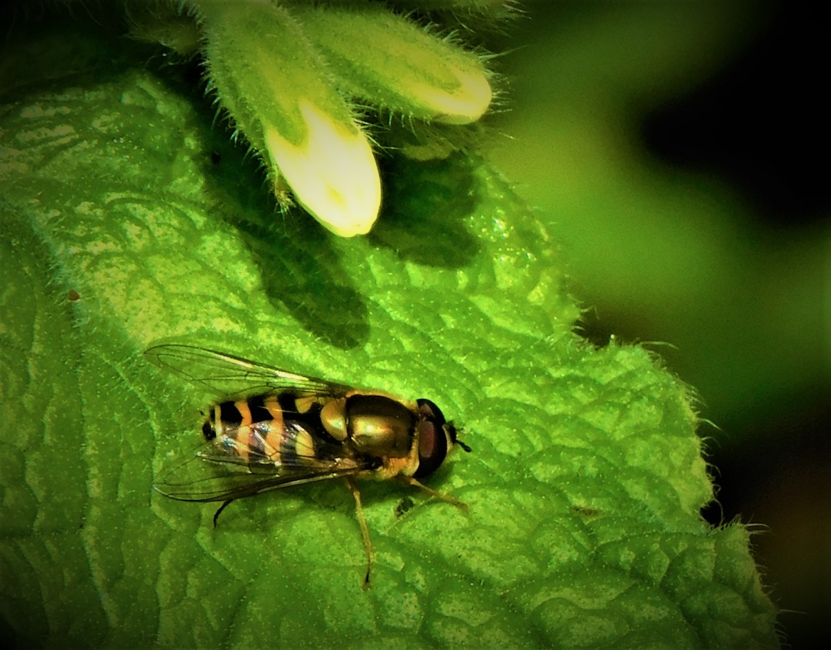 All Time XIs: England One Cap&nbsp;Wonders