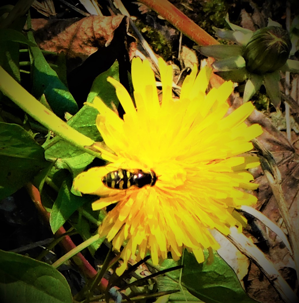 An Ecclesiastical XI